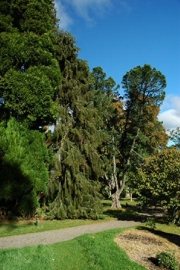Dawyck Botanic Garden
