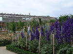 The Ornamental Garden, Scottish Borders