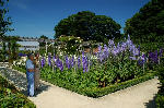 Delphiniums at Their Best, Scottish Borders