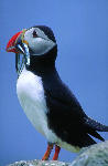 Puffins, Scottish Borders