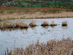 Black headed Gulls at Bemersyde Moss, Scottish Borders