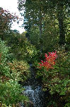 Dawyck October View, Scottish Borders