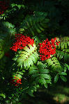 Dawyck - Berries, Scottish Borders