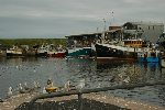 Seagulls in abundance, Scottish Borders