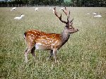 Fallow stag, Scottish Borders