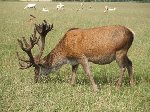 Antlers at their best., Scottish Borders