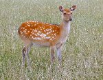 Young fallow deer, Scottish Borders