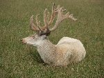 White deer, Scottish Borders