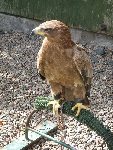 Steppe Eagle, Scottish Borders