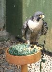 Peregrine Falcon, Scottish Borders