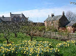 Daffodil Time, Priorwood Gardens, Scottish Borders