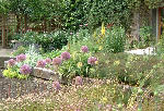 Alliums and a Foxtail Lily, Priorwood Gardens, Scottish Borders