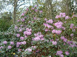 Rhododendrons in full bloom at Floors, Scottish Borders