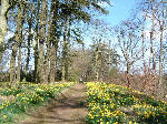 Spring at Mertoun Gardens, Scottish Borders