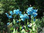 Meconopsis at Mertoun House, Scottish Borders